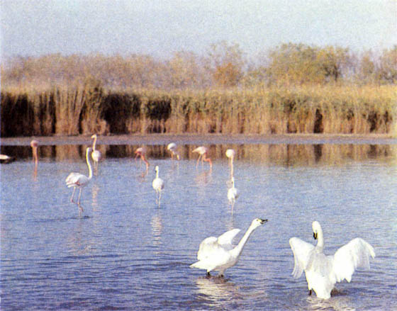 p168c