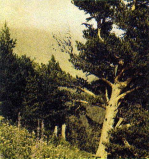 p267b