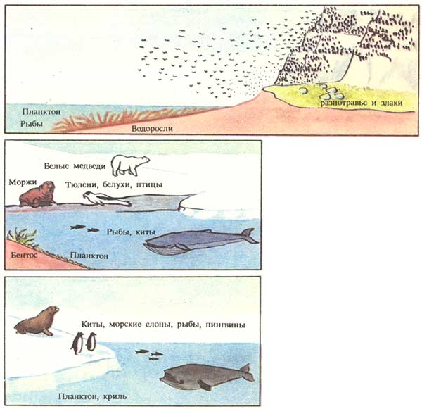 Пищевые «этажи» арктических поясов, Арктики и Антарктики